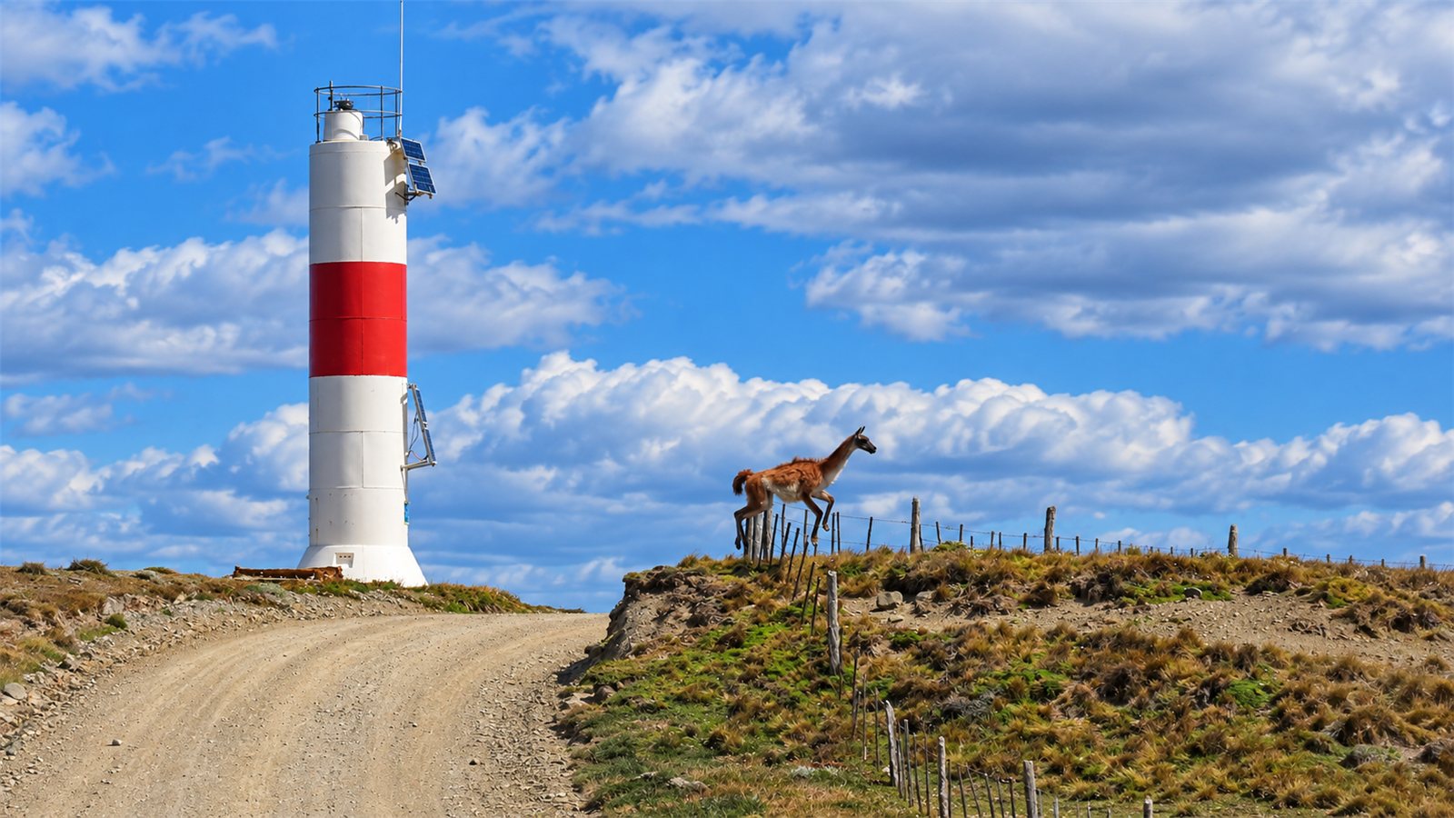 Faro Bahía Porvenir y un guanaco