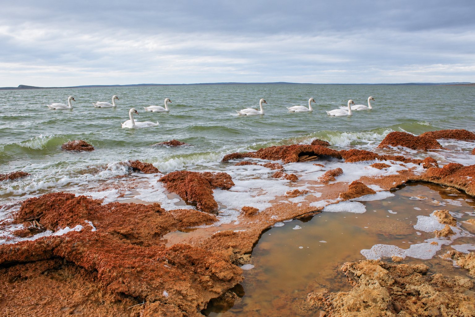 Cisnes junto a la orilla en una composición fotográfica