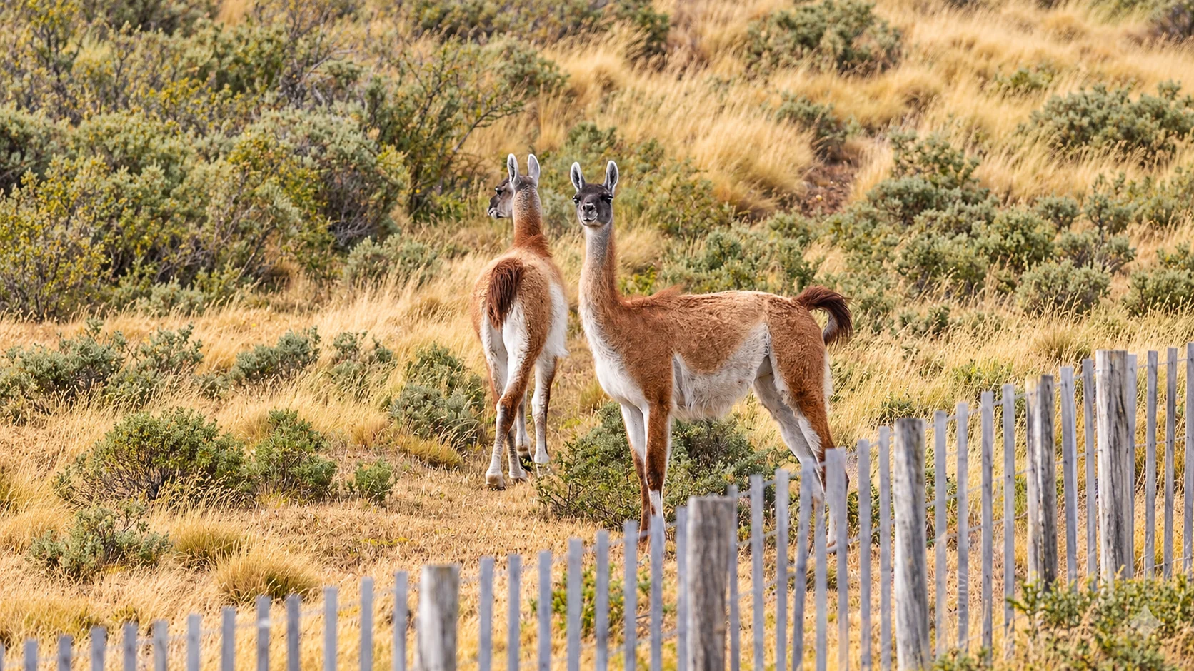 Guanacos entre los pastizales fueguinos