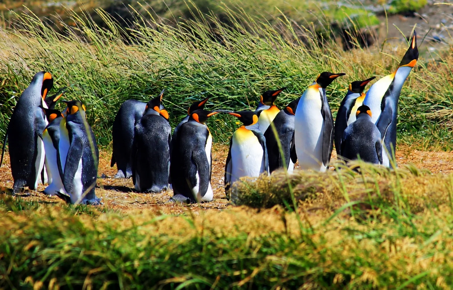 Pingüinos rey en el paisaje de Tierra del Fuego